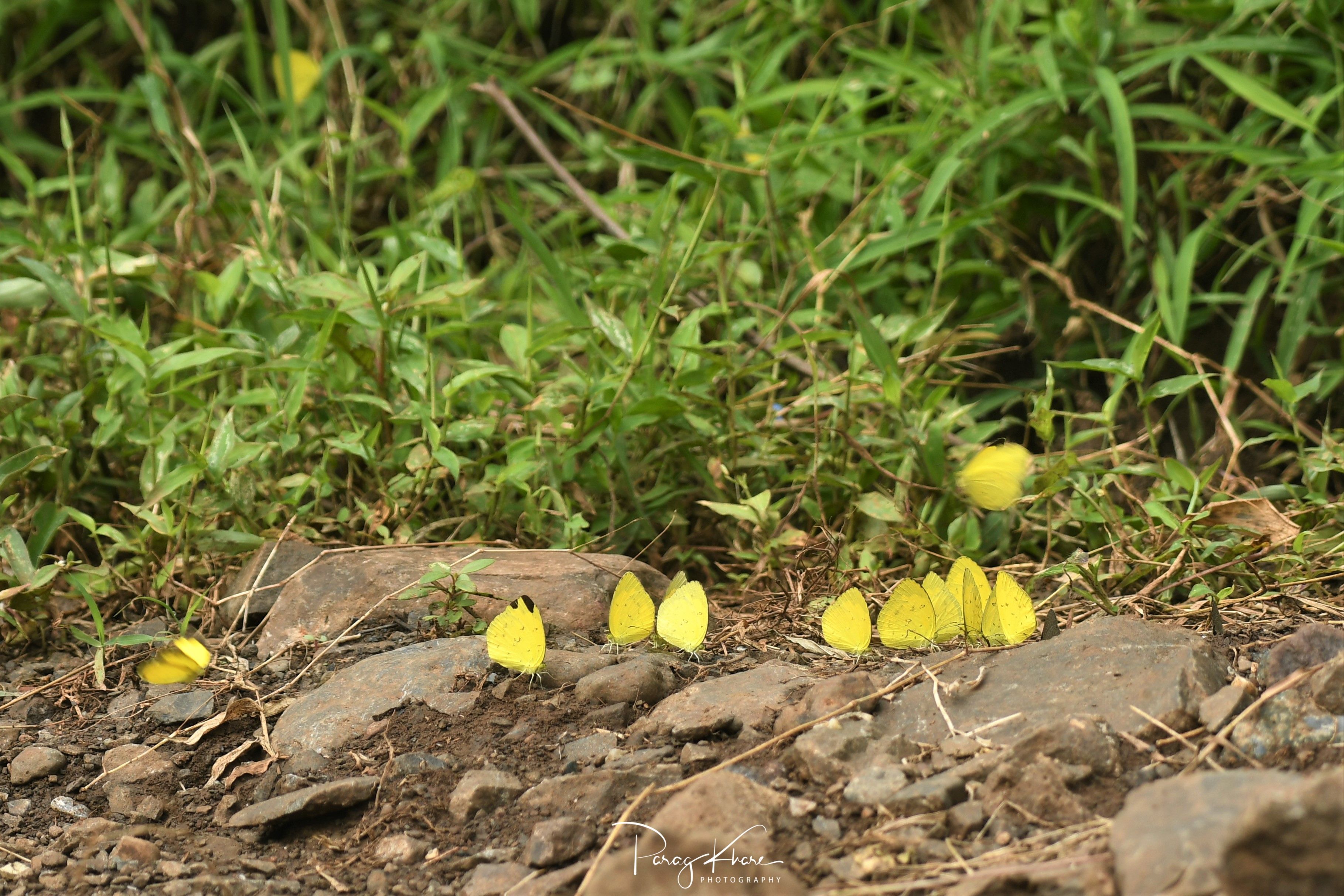 उगवत्या बातम्या-१: फुलपाखरं काहीतरी सांगताहेत..