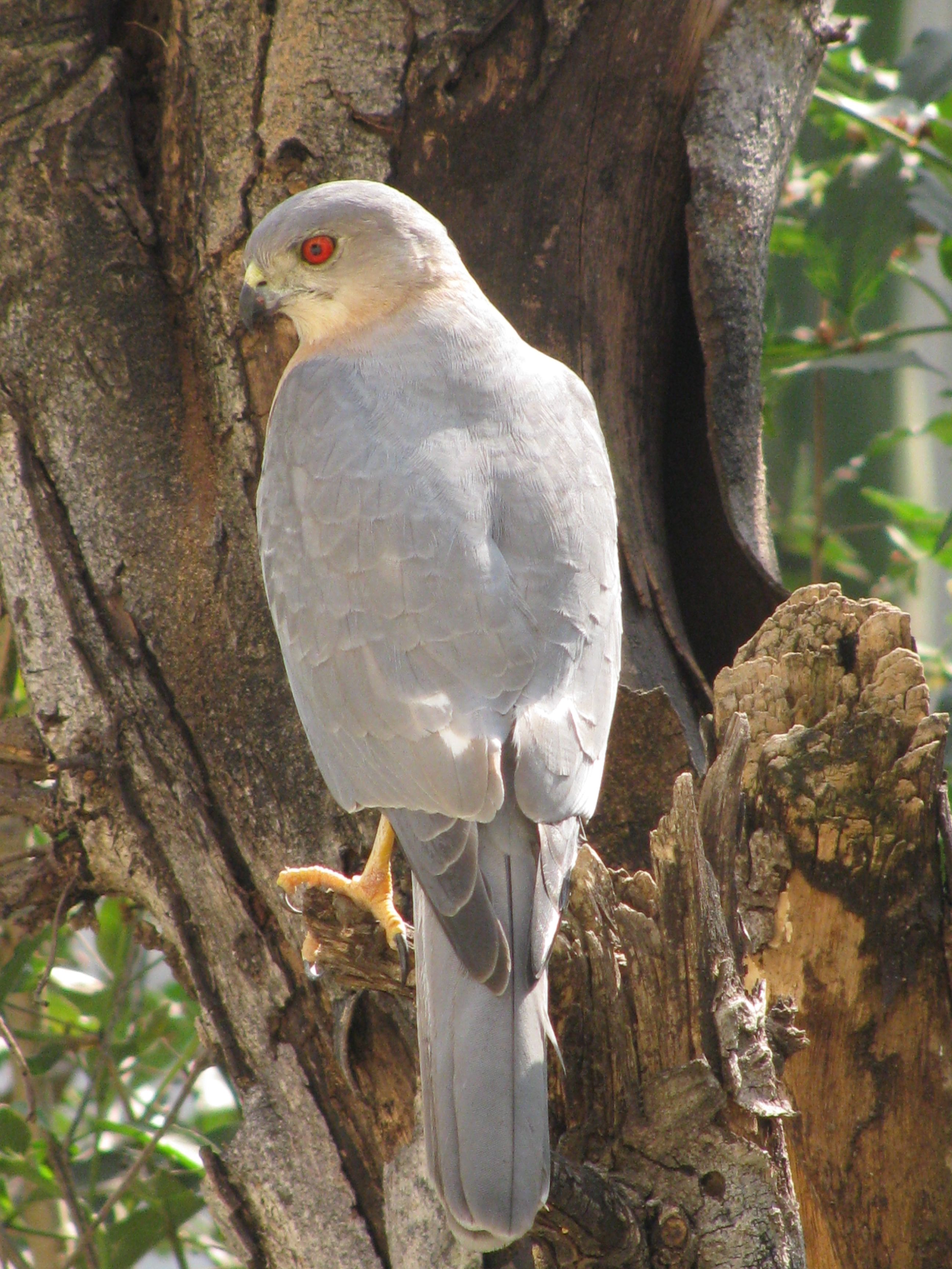 आपण यांना पाहिलंत का? - भाग १ 