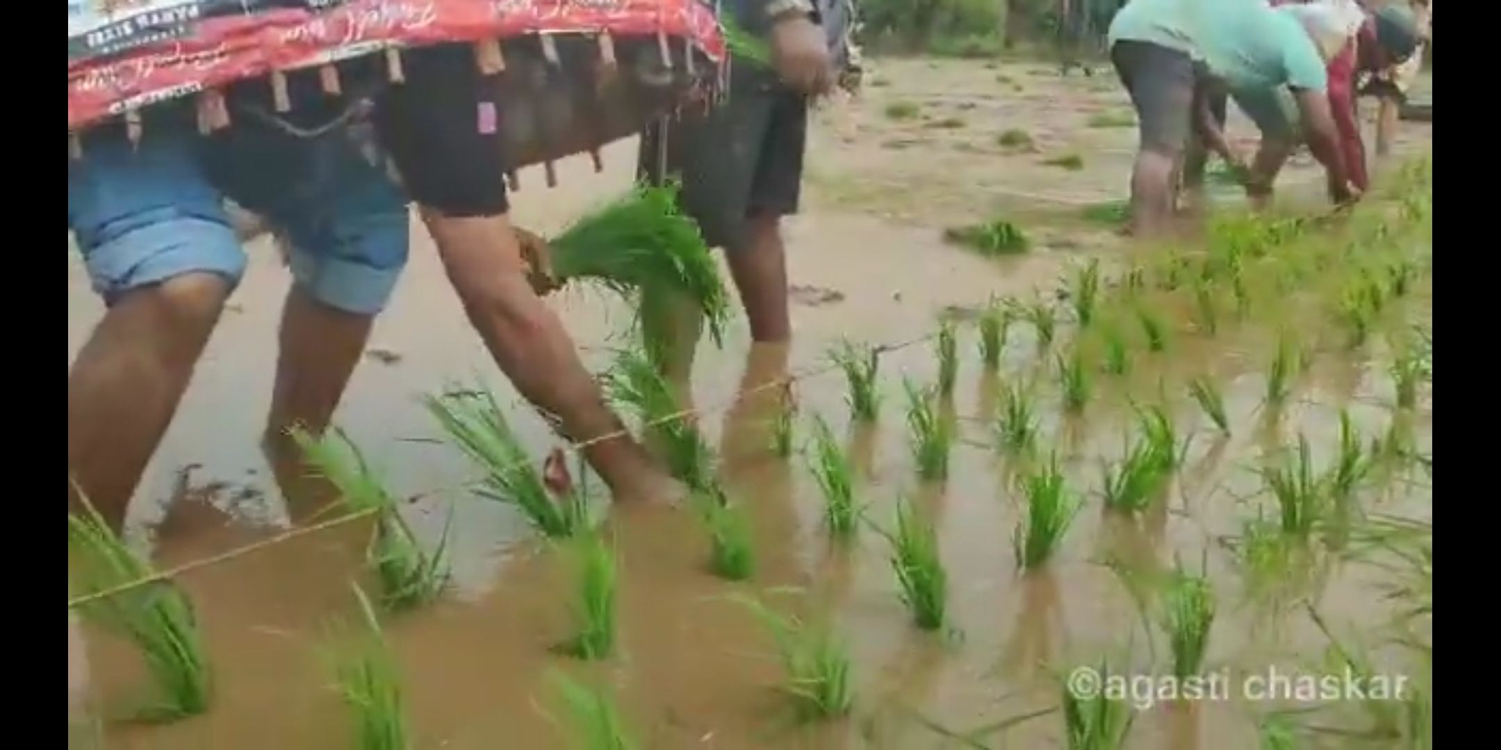 भातशेती (व्हिडियो)