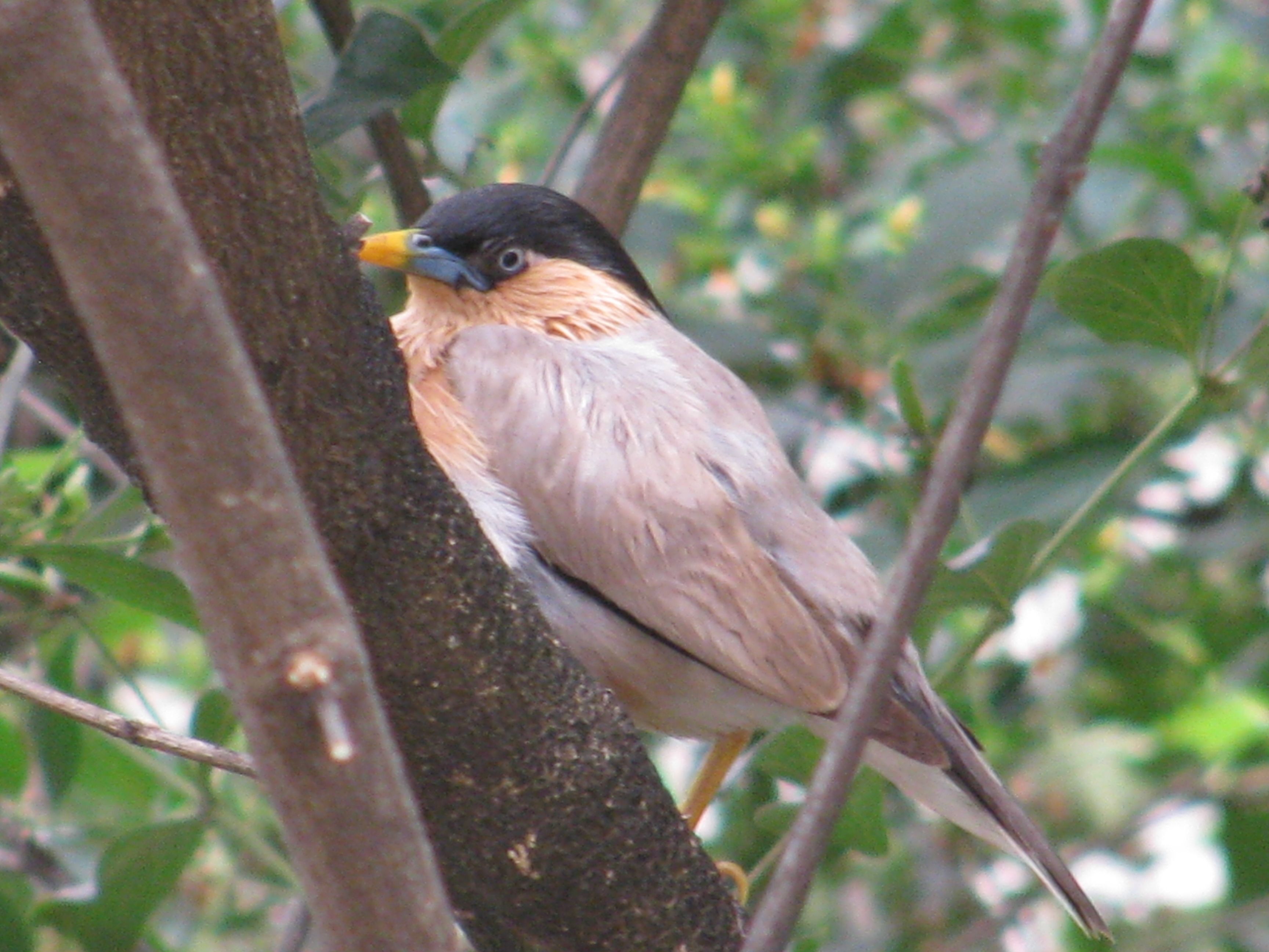 आपण यांना पाहिलंत का? - भाग २