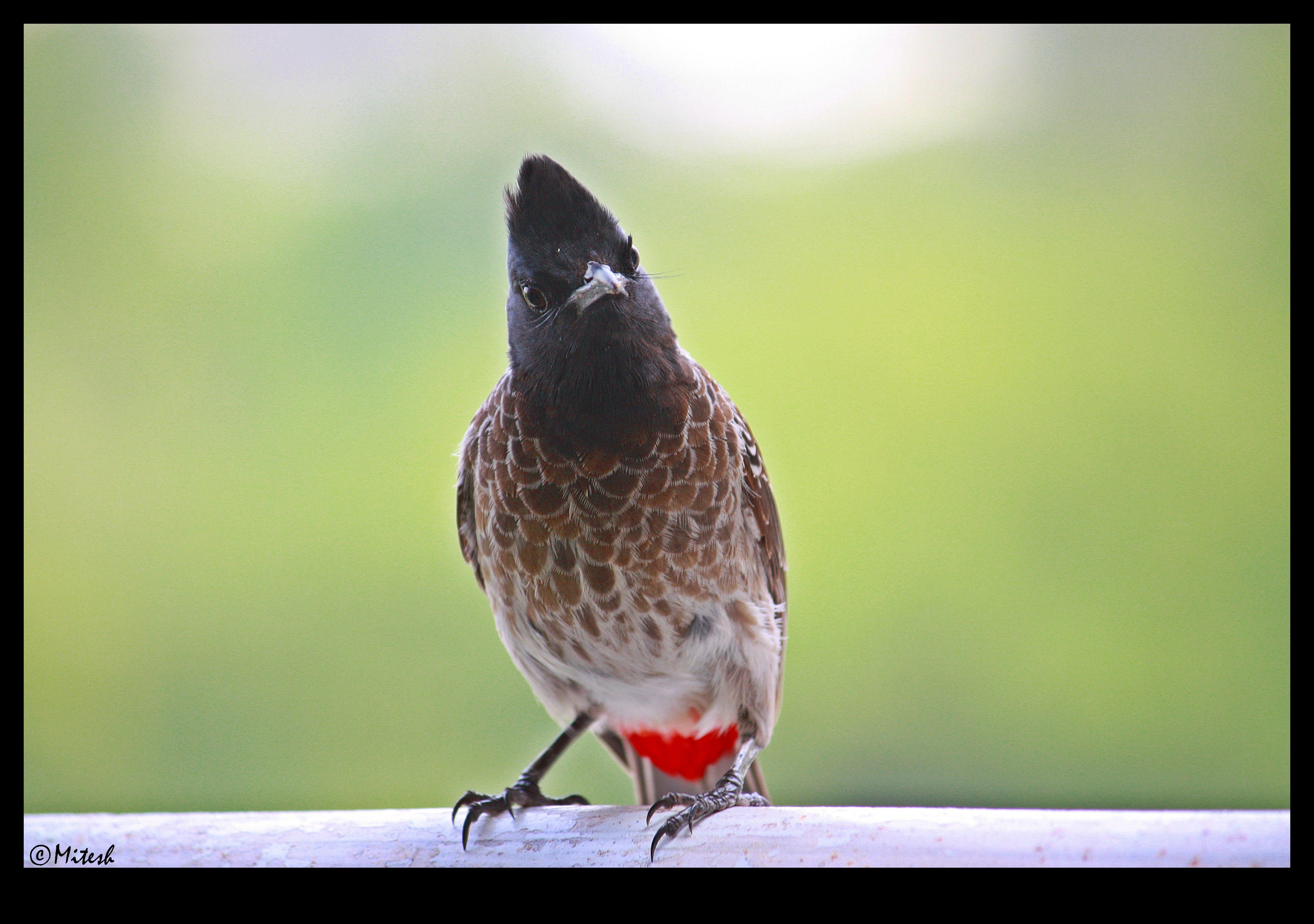 आपण यांना पाहिलंत का? - भाग ३