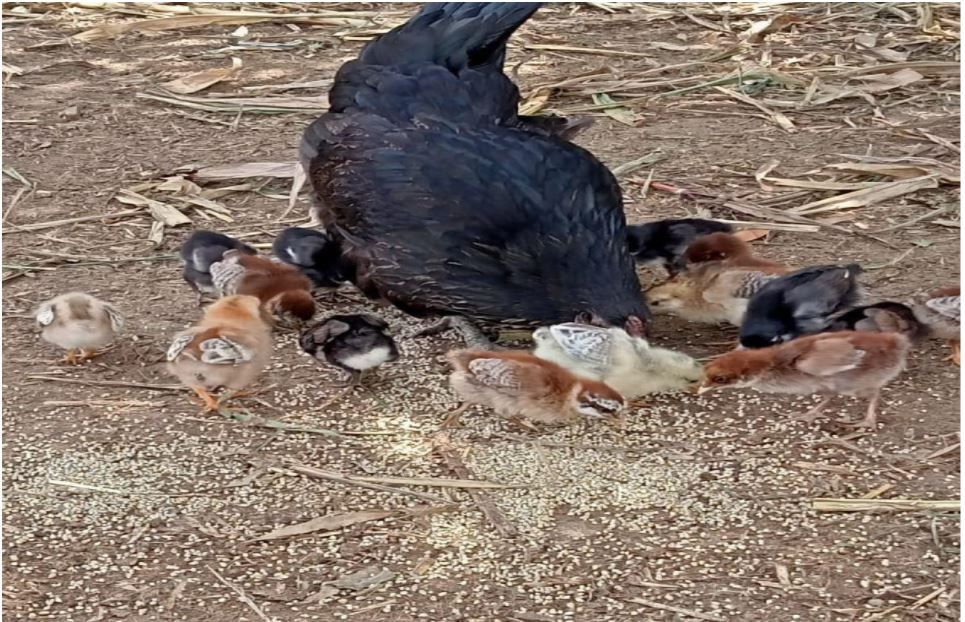 काळी कोंबडी- पांढरी पिल्ले (माहिती)