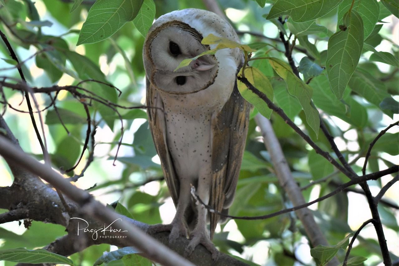 आपण यांना पाहिलंत का? - भाग ४