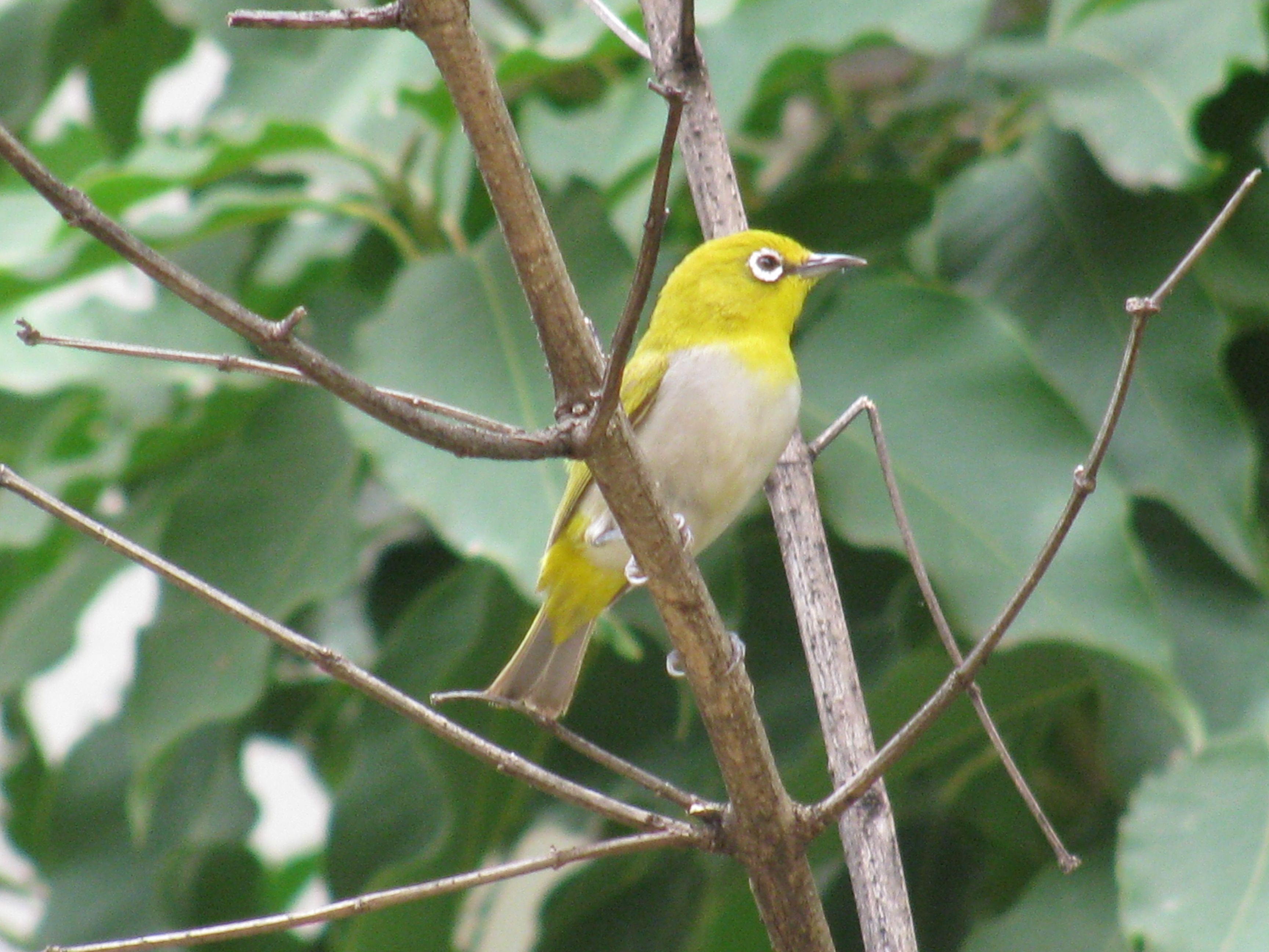 आपण यांना पाहिलंय का? - भाग ६