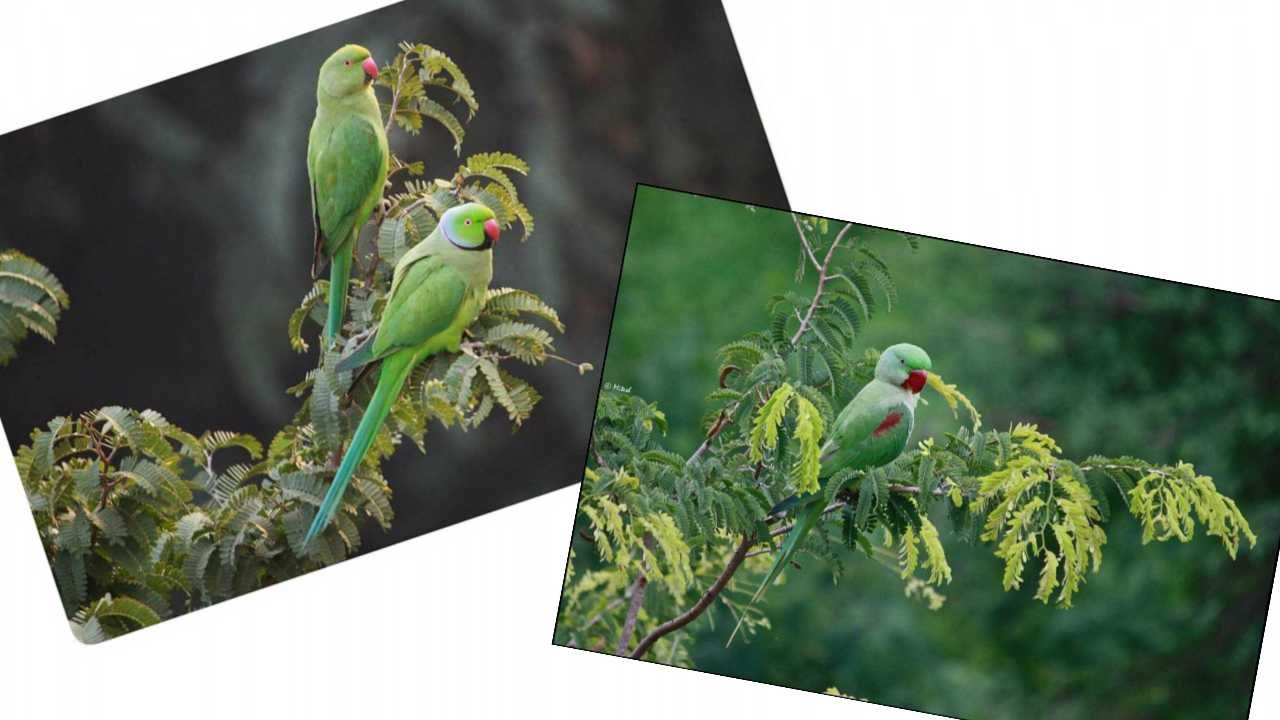 आपण यांना पाहिलंय का? - भाग १०