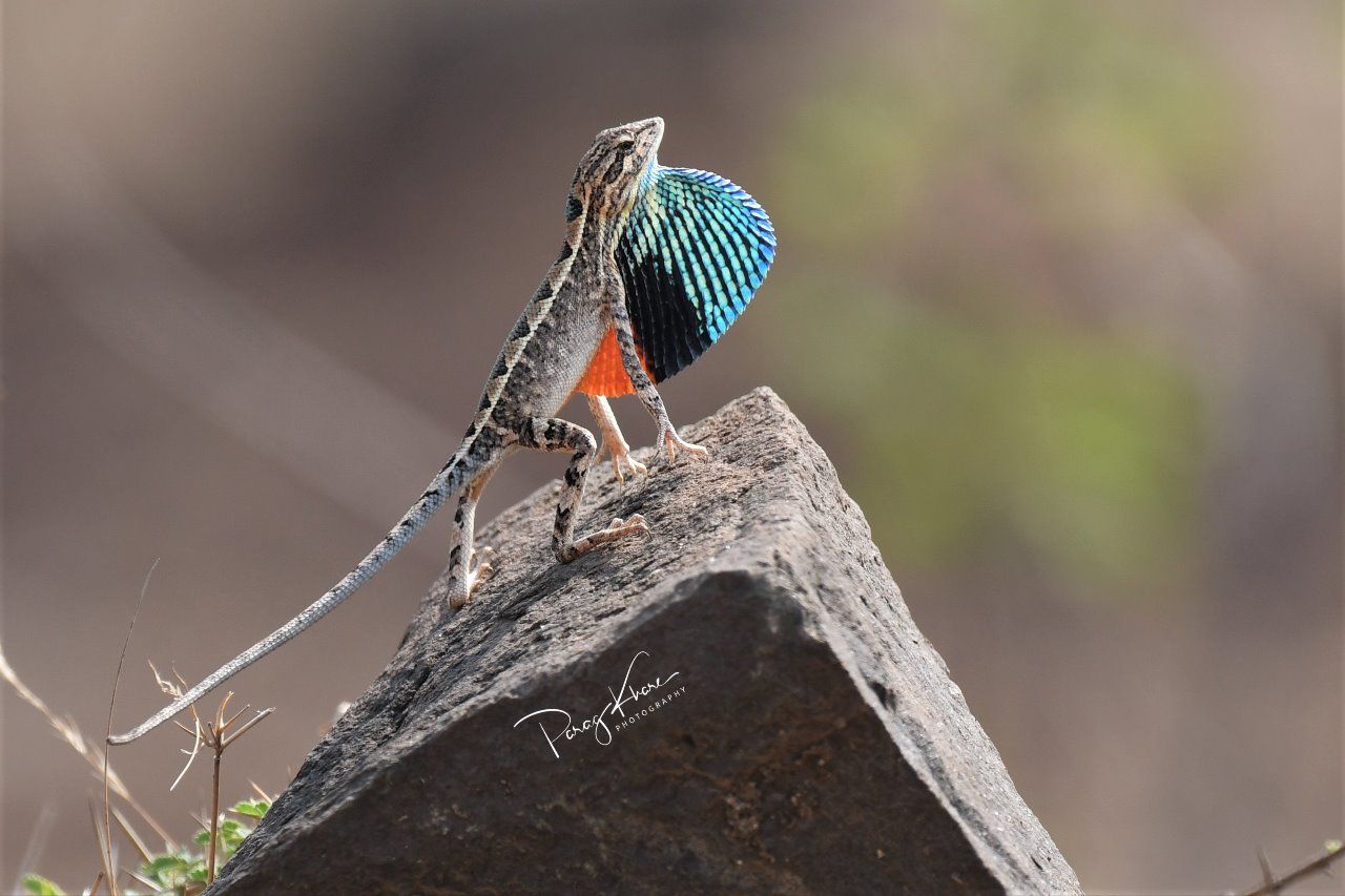 आपण यांना पाहिलंय का? - भाग ११