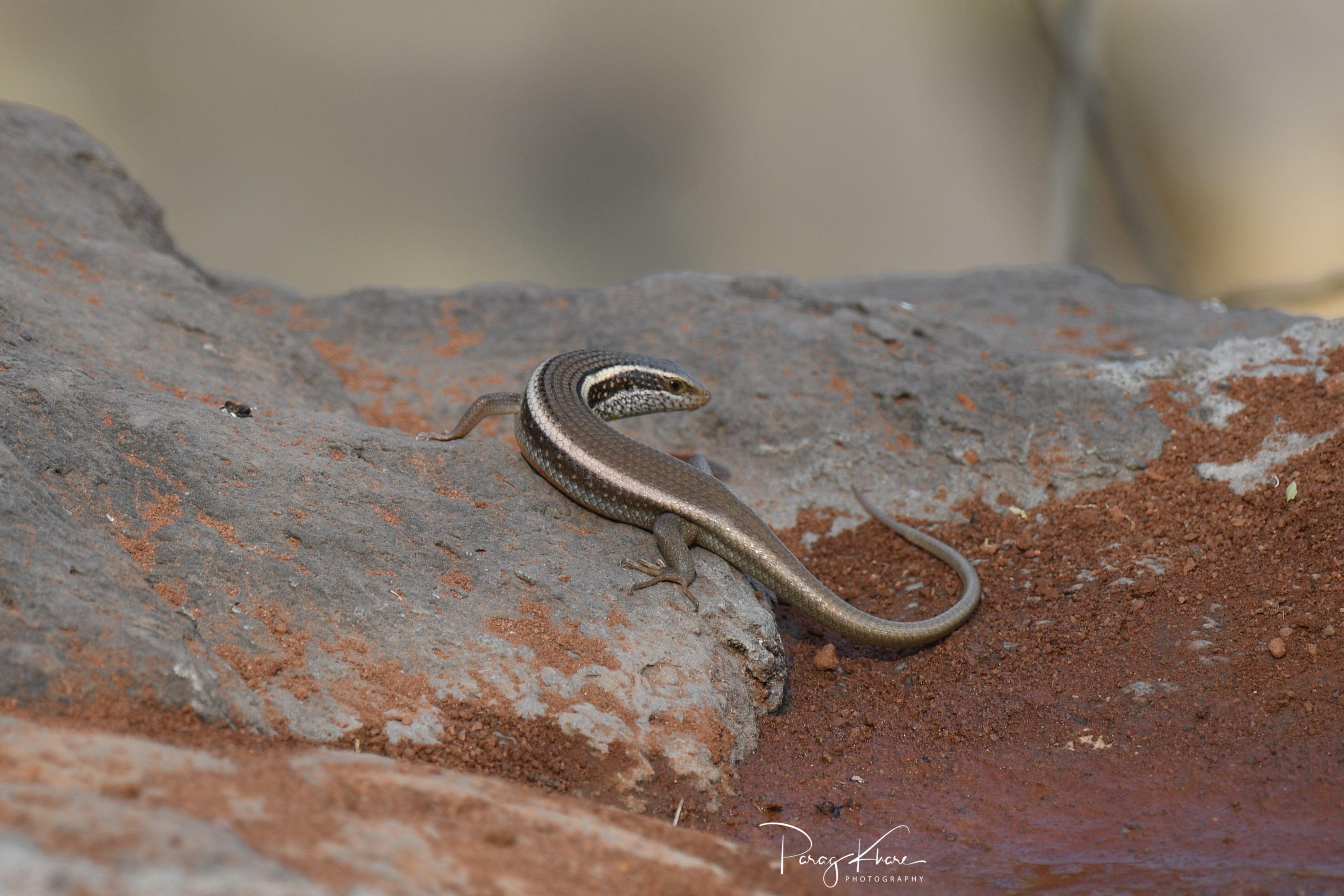 आपण यांना पाहिलंय का? - भाग १३