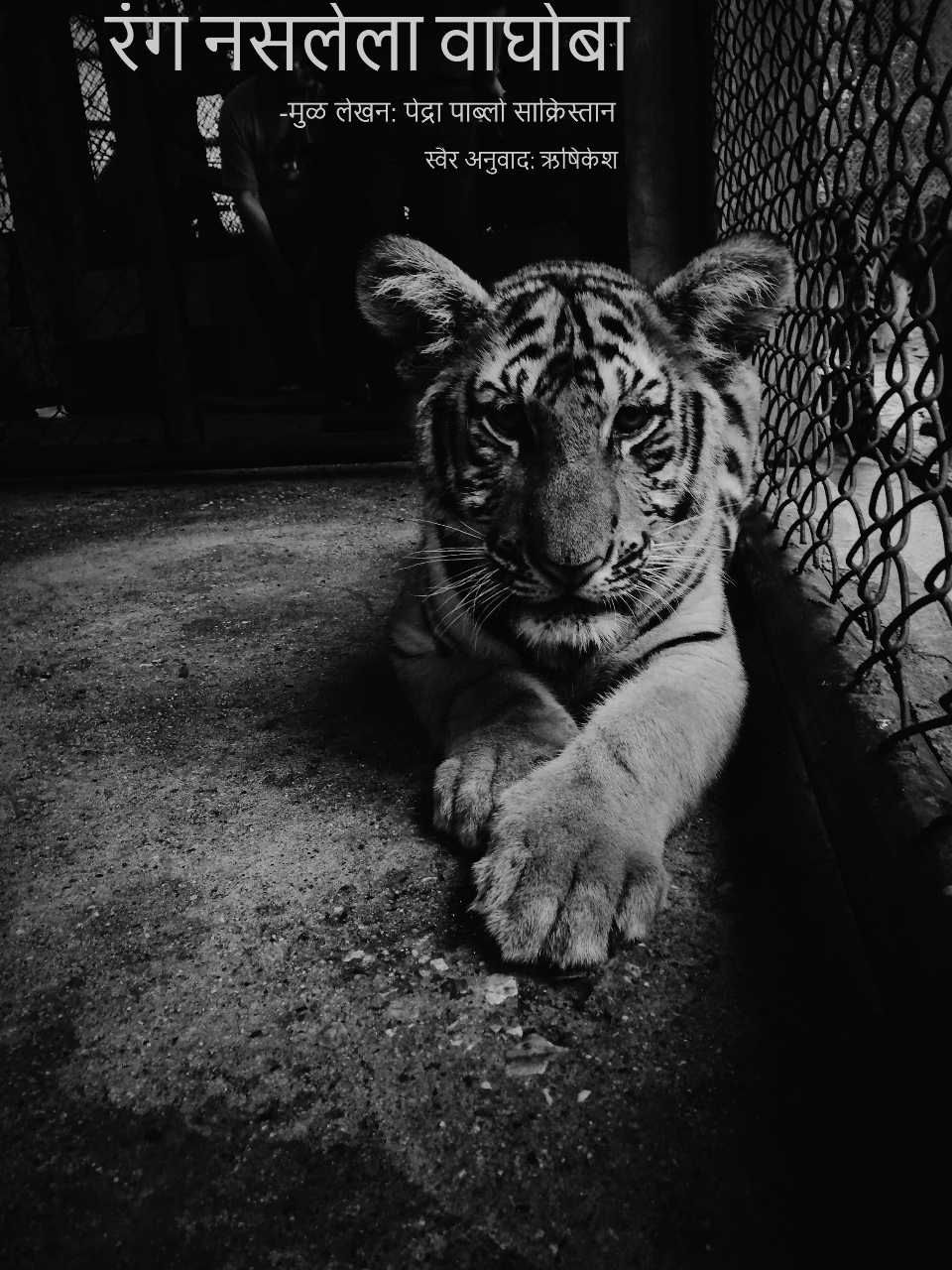 रंग नसलेला वाघोबा (व्हिडिओ कथा)